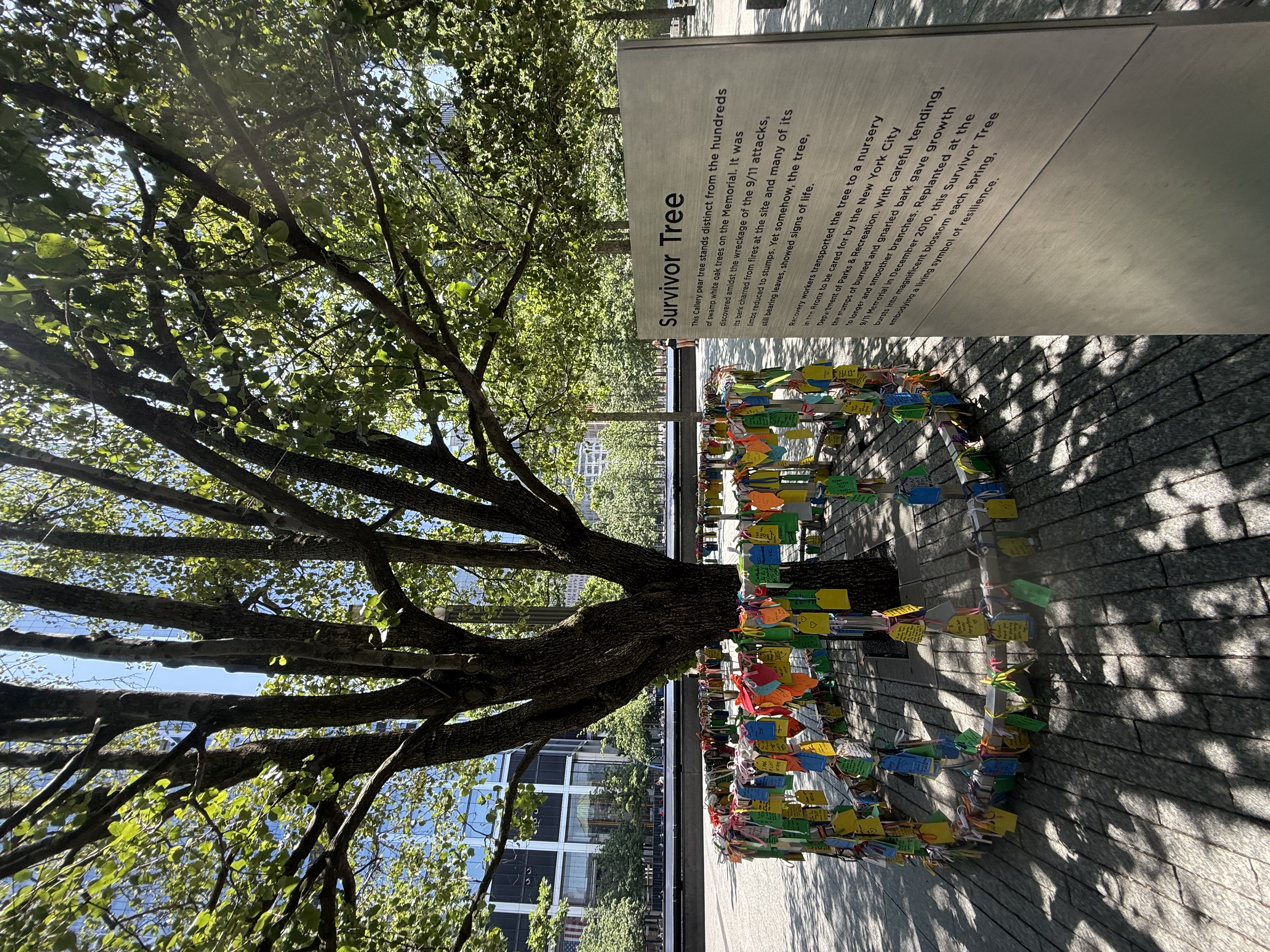 Ground Zero Survivor Tree